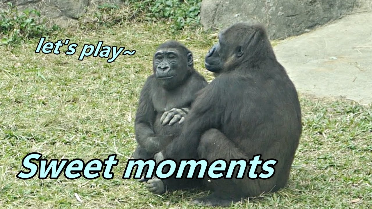 Gorilla Ringo and mom's sweet moments / Ringo跟媽媽的甜蜜時光