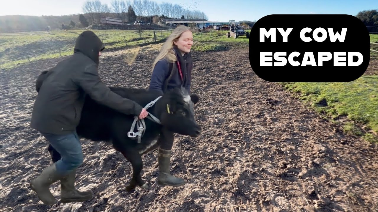 Мой телёнок сбежал!!!