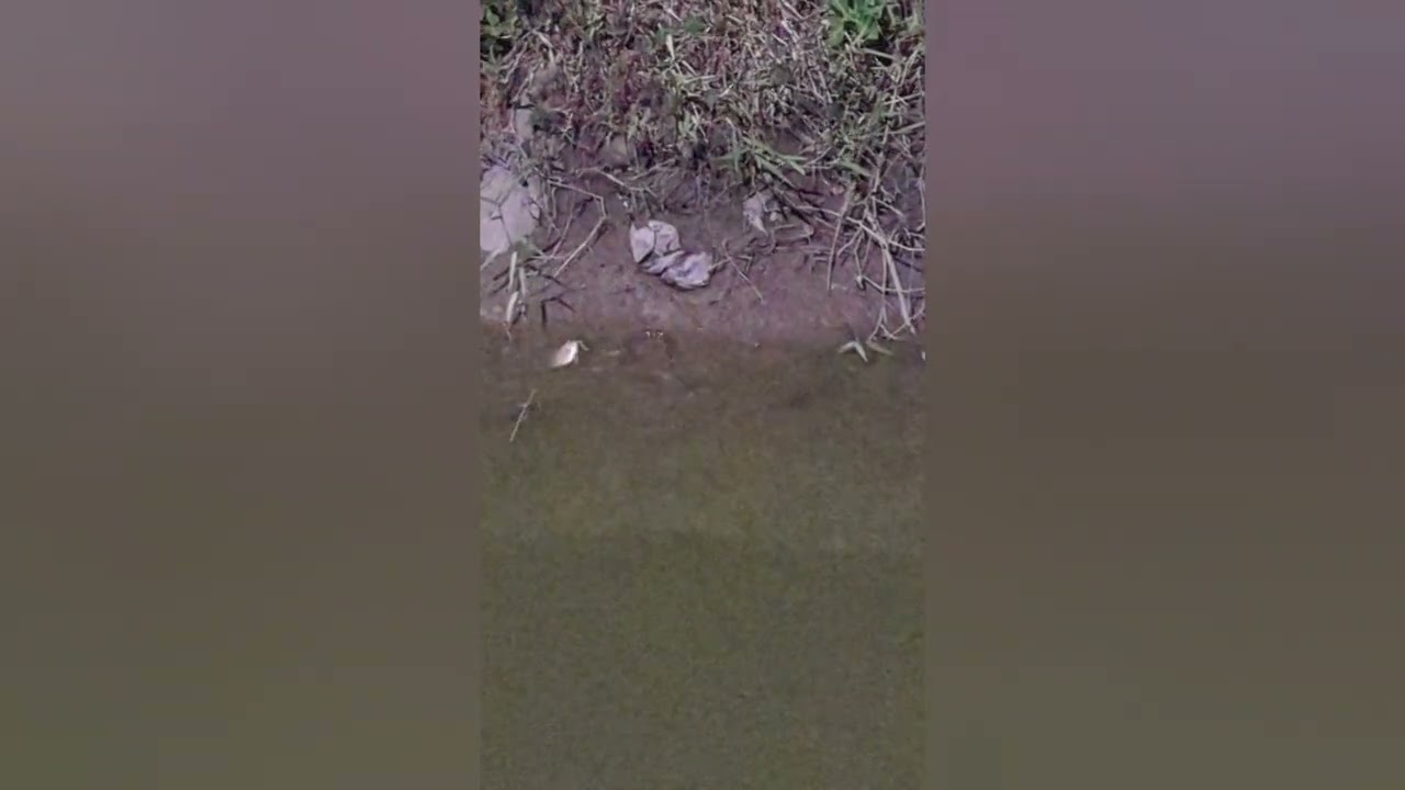 Taste Review at ChefBasket Region 3 Guyana. @Vaon.Rochelle