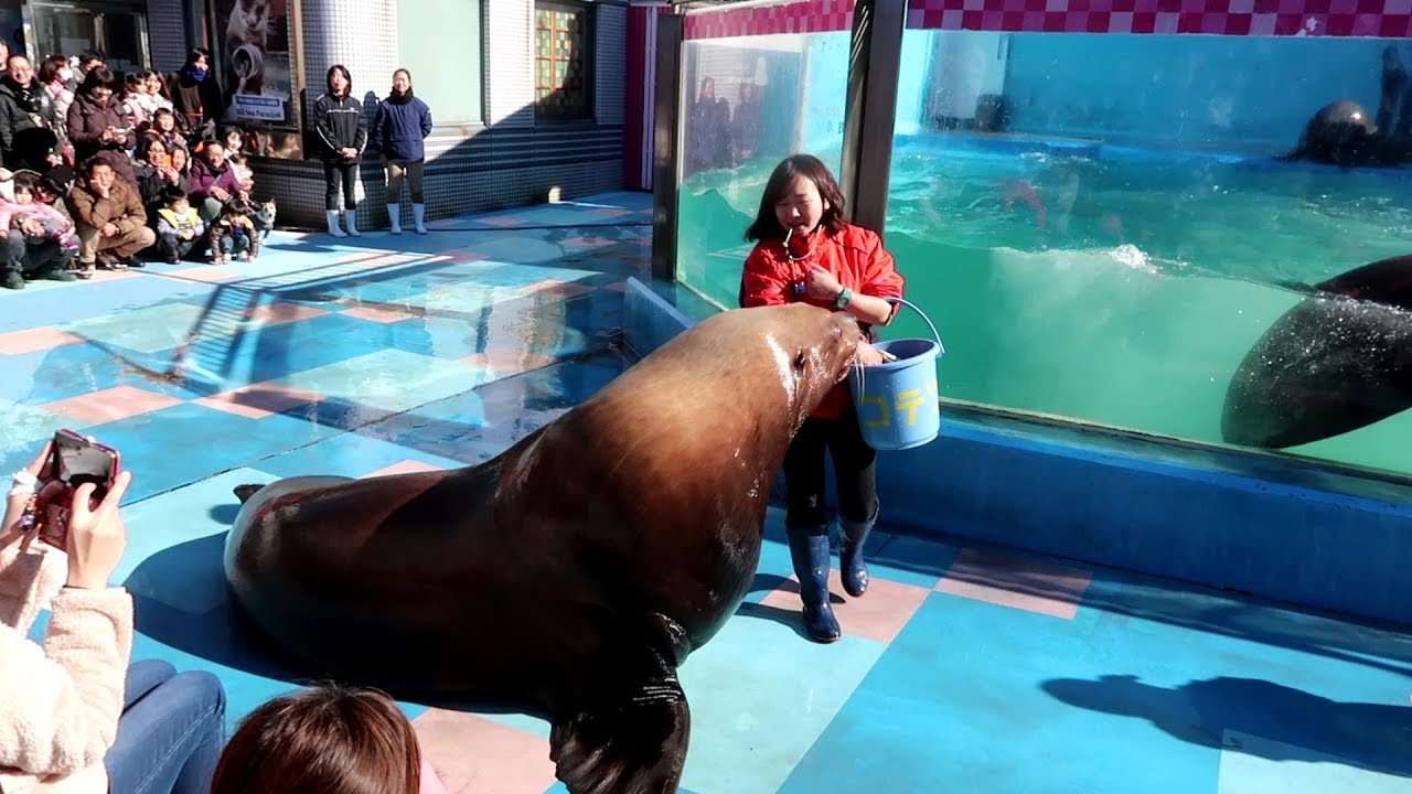 体重１トン　巨大海獣　トド　意外に可愛い　伊勢シーパラダイス　水族館（伊勢神宮から１１km）