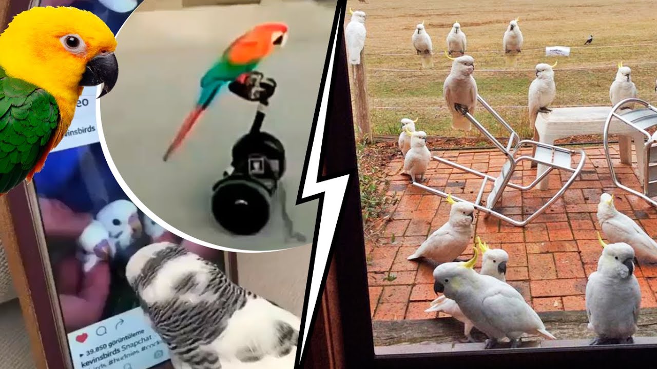 Travesuras de loros - Parte 8