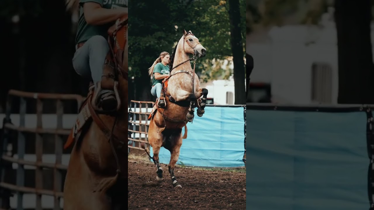 Horses Have Such Incredible Balance&hellip;I Miss Shooting Barrel Racing&hellip; #SHORTS