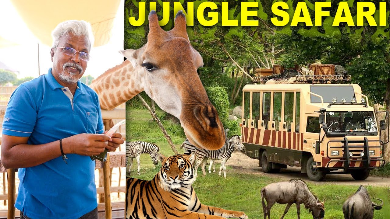 🐯Tiger Close Encounter 😱| Feeding Giraffe 😍 & Jungle Safari at ZOO