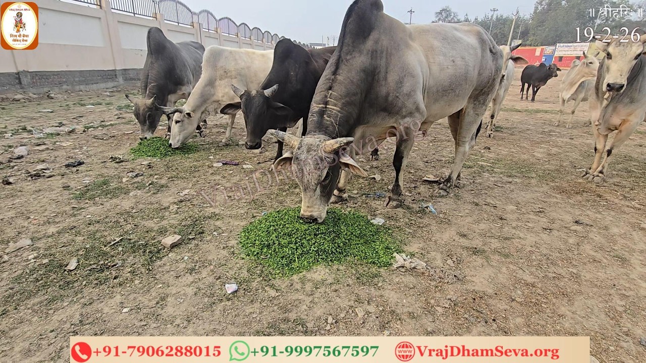 गौसेवा 18-19 फरबरी 2026 | गौसेवा में झुक गया, मिटा अहं का भार।राधा-श्याम हृदय बसें, खुला प्रेम द्वार