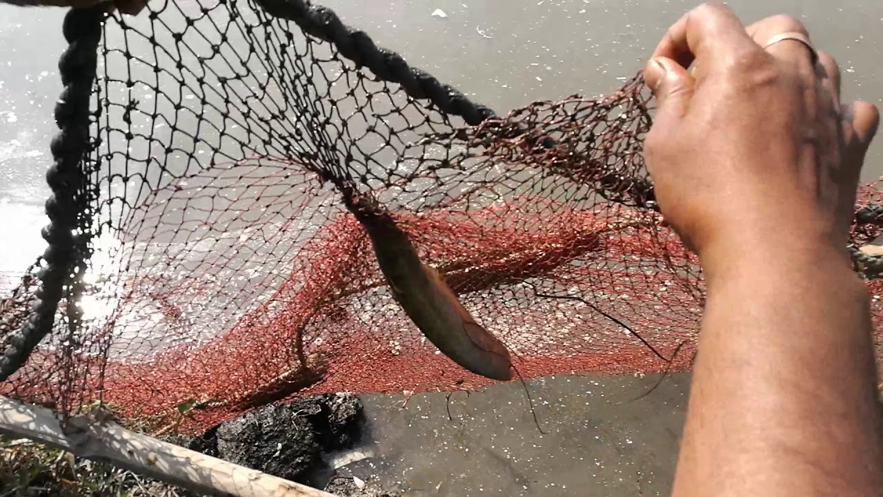 Catching second term, first batch in 2nd pond.