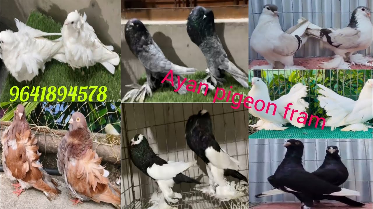 #Ayan pigeon fram in new video #Low price kobutor selling video #best quality pigeon selling video 