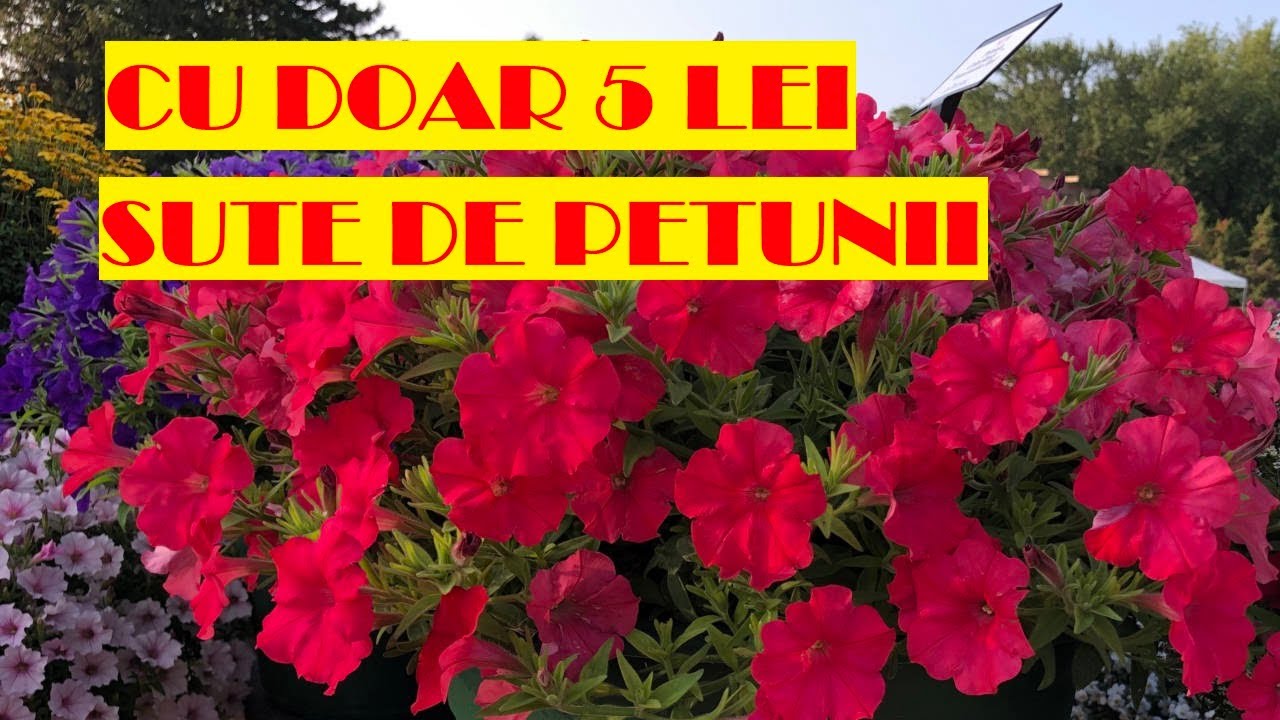 Înmulțirea petuniei prin butași, sau cum obținem sute de plante cu bani puțini și fără efort🌺🌺🌺