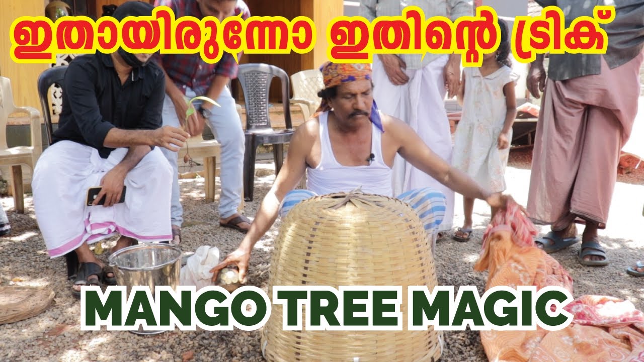 ഇന്ത്യൻ മംഗോ ട്രീ മാജിക് ട്രിക് | ഇതായിരുന്നോ ഇതിന്ടെ ട്രിക്  | Cherpulassery Shamsudheen