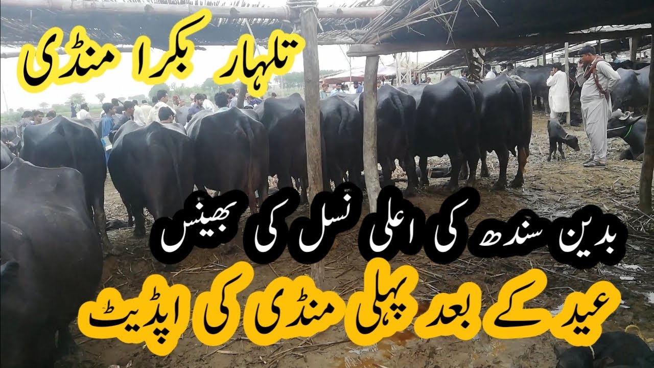 Badin ki aala nasal ki bhens / talhar Bakra Mandi 