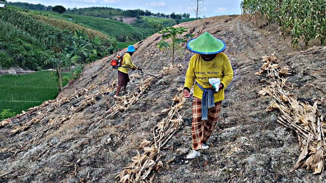 Agak Was..Wass‼️Petani Gunung, Satu Keluarga Gotong Royong Di Lereng Hutan Kebun Jagung Pak Jamali