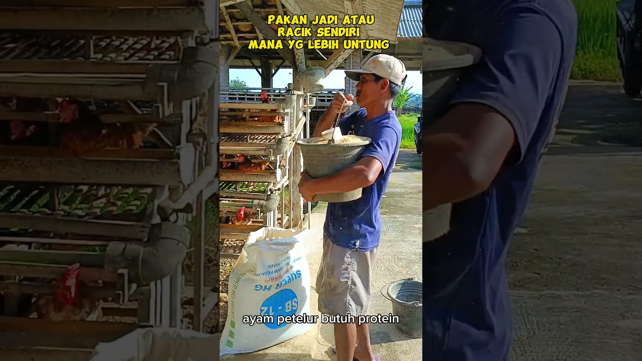 Pakan Jadi Atau Racik Sendiri Mana Yang Lebih Bagus  #bisnis #ayam #peternakan #ayamberkualitas