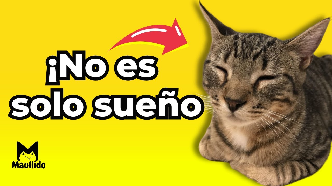 Si tu gato duerme así… ¡Esto es lo que oculta!
