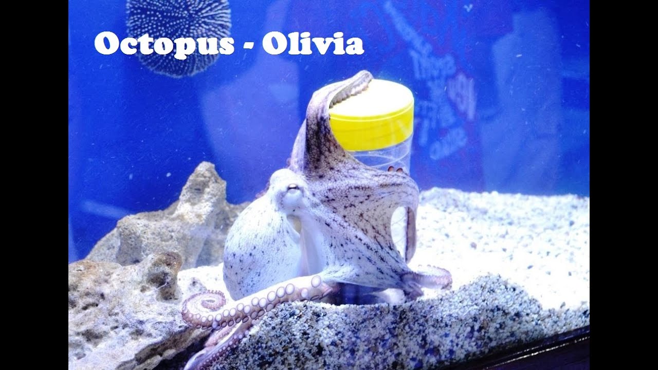 Funny octopus Olivia. Takes out fish from the jar.