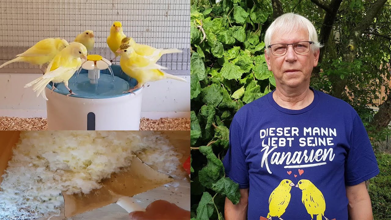Teil 44. Kanarienzucht alles saubermachen, weil Besuch kommt.