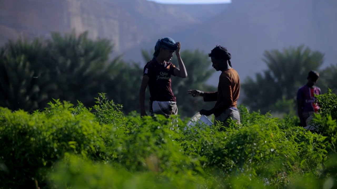 الأرض الطيبة - الحلقة الثالثة ( محمود البكري - مزارع بمنطقة تريم )