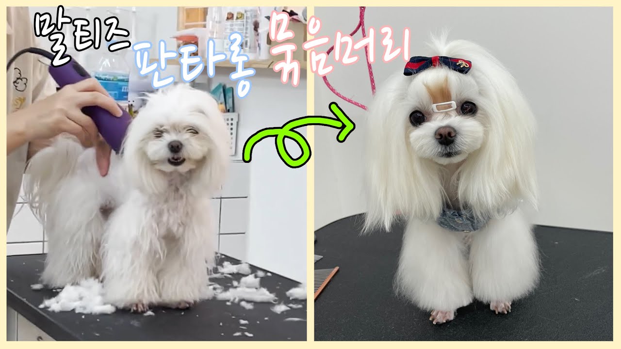 말티즈 판타롱 묶음머리 미용 / 꽃단장한 꽃순이 / Maltese grooming