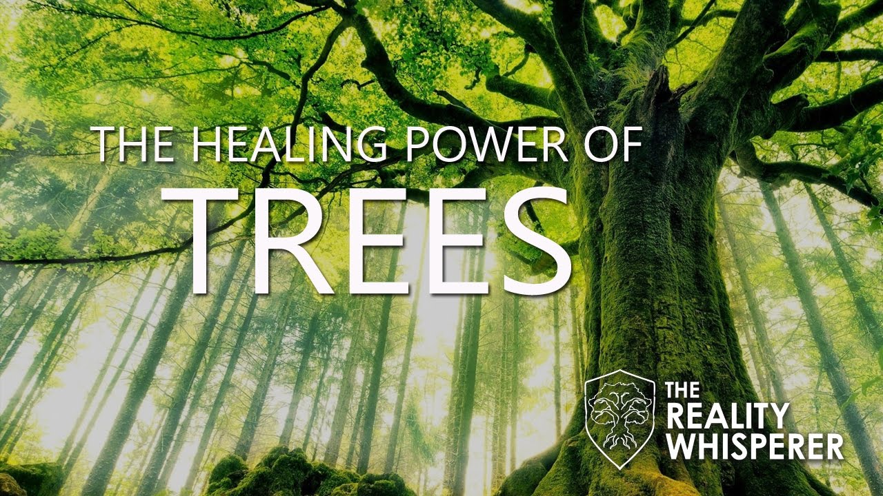 The Healing Power of Trees
