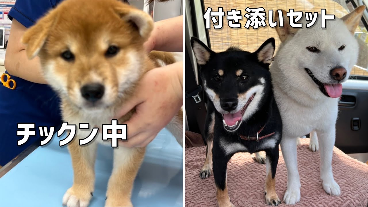 生まれて初めて注射をした子犬に柴犬家族が優しくて感動しました！