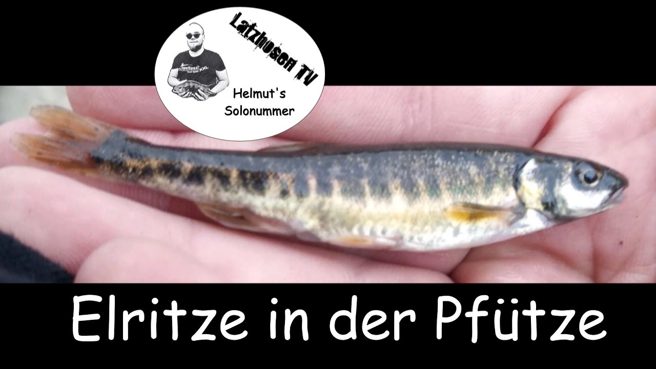 Elritze in der Pfütze