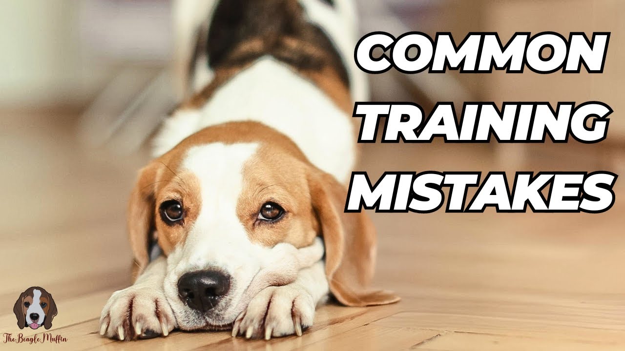 Common Puppy Training Mistakes & Why Hiring An Expert Is A Must