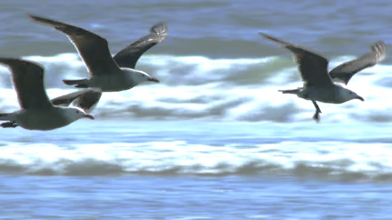 Evolution Can't Explain the Origin of Flight!