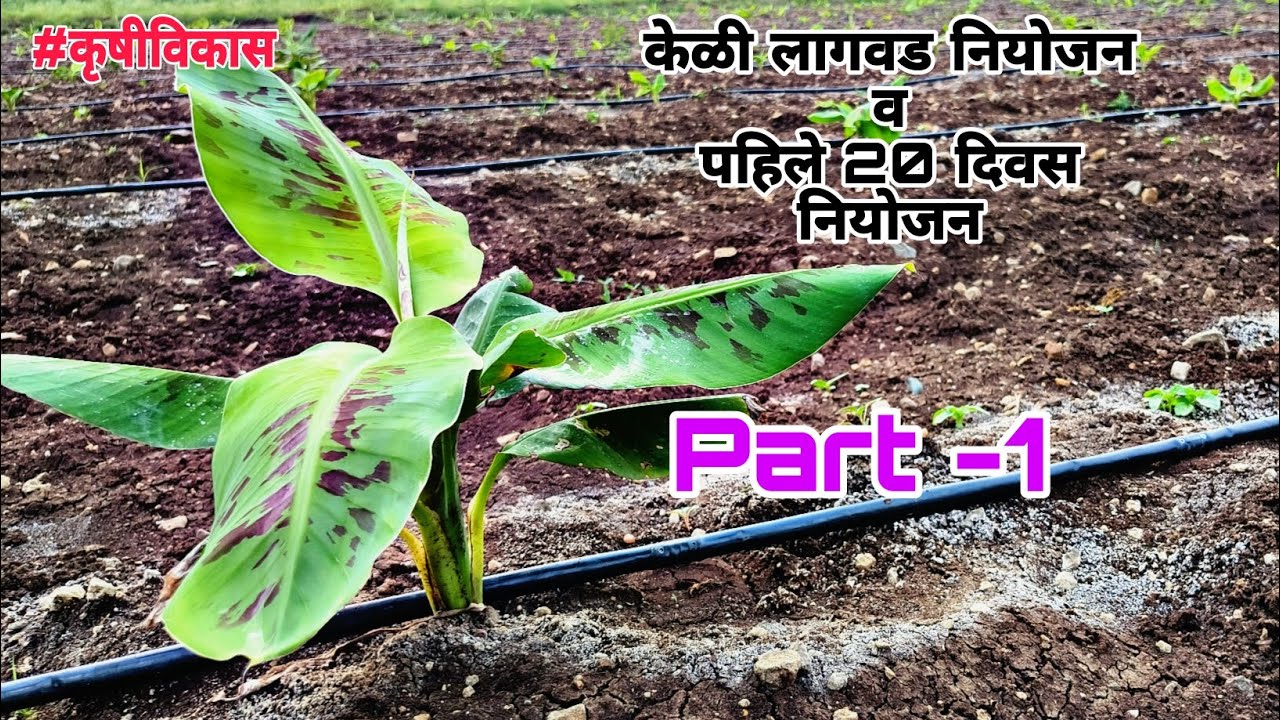 20 दिवस केळी प्लॉट/ लागवड / फवारणी/आळवणी नियोजन - कृषीविकास #केळी