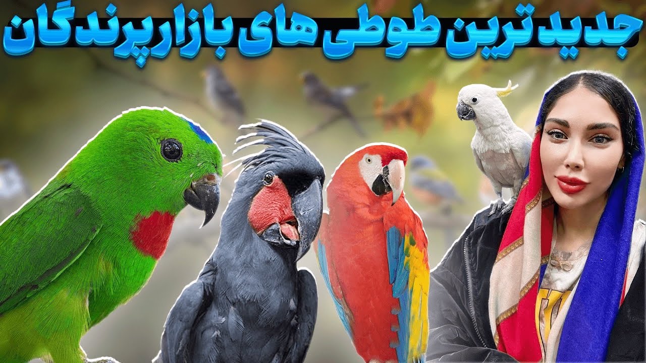 قیمت جدید ترین طوطی ها برای اولین بار در بازار پرندگان🤩کلی خرید هم کردیم