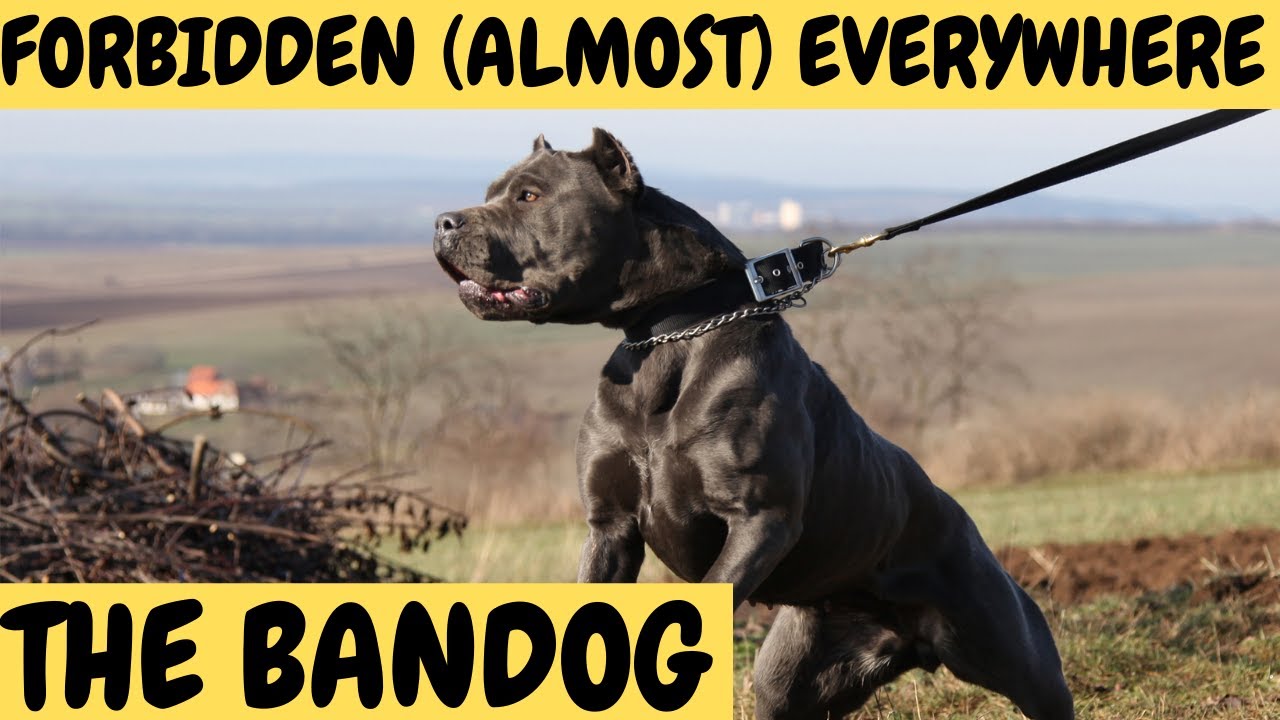 BANDOG - The Forbidden Dogs - almost everywhere!
