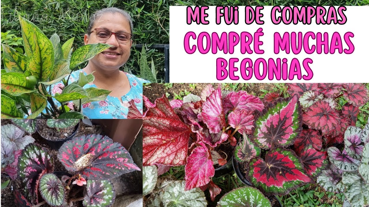 😍FUI AL VIVERO A COMPRAR BEGONIAS, MIRA TODAS LAS QUE TRAJE/Liliana Muñoz