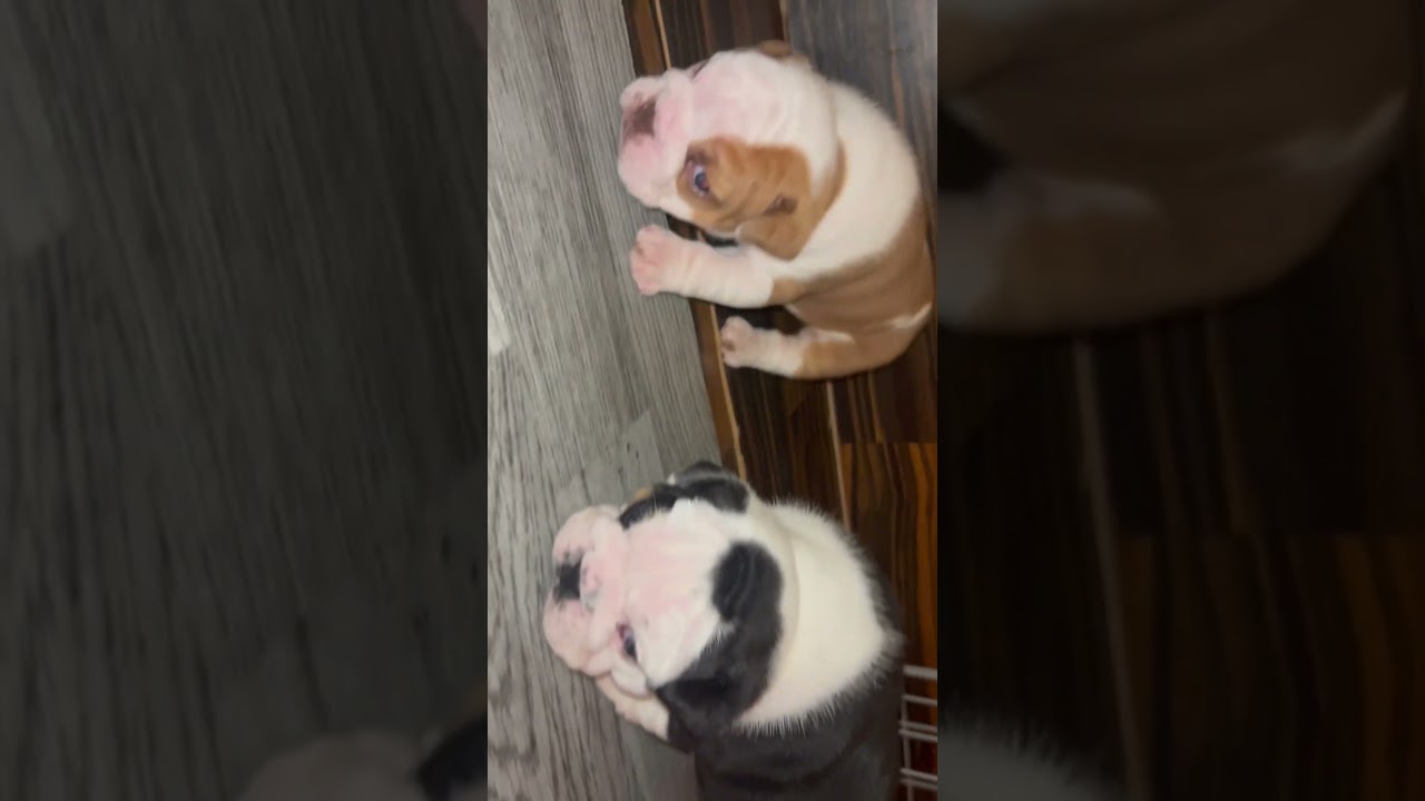 Boujee bullies )) Sassy & ￼ Pandora 