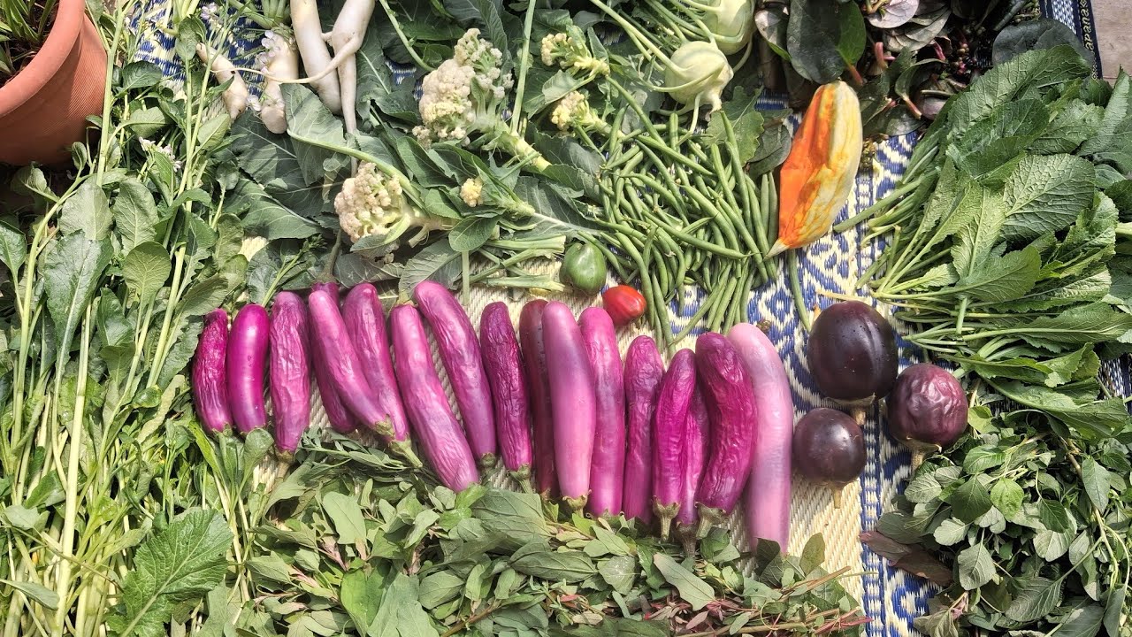 Unbelievable Garden Harvest! My Terrace is FULL of Vegetables 🥕🍆