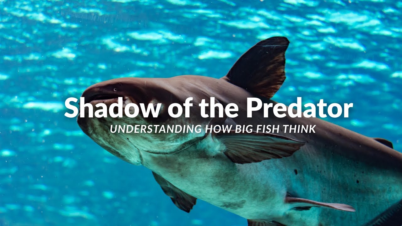 Shadow of the Predator: Understanding How Big Fish Think