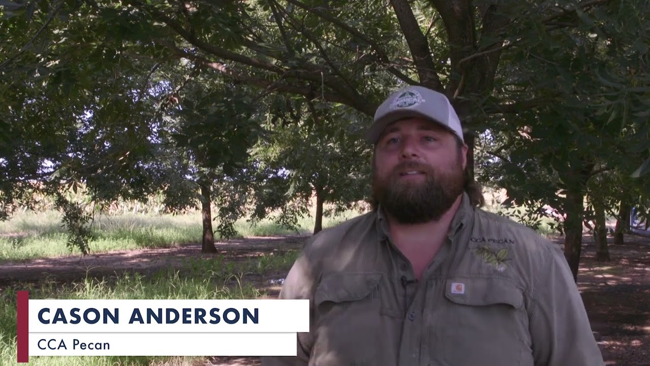 AgVentures: Maintaining a Pecan Orchard