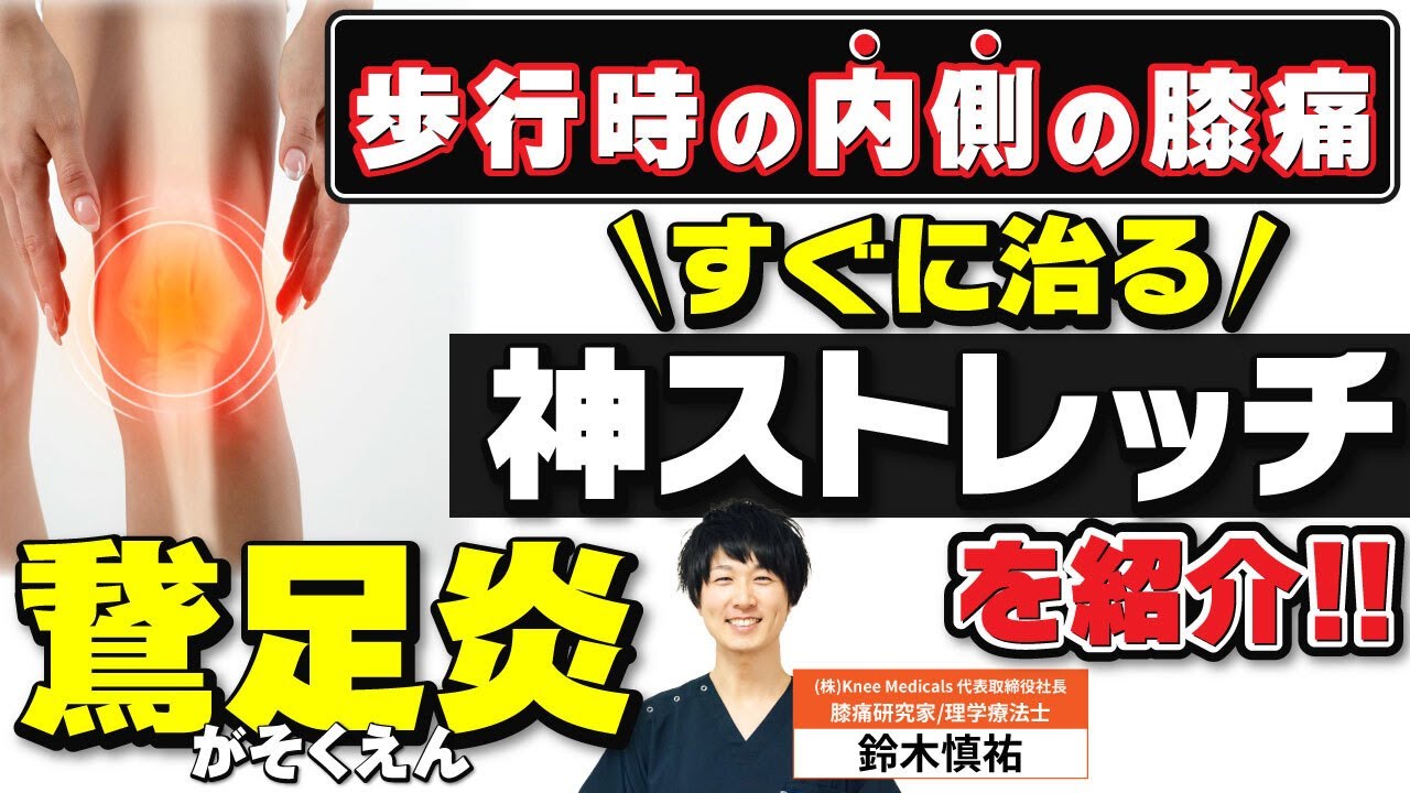 【なぜ、歩く時のひざ痛は起こる？】鵞足炎による内側ひざ痛の原因と鵞足に対するストレッチ,筋膜癒着のはがし方を解説!!《東京ひざ痛専門整体院 京四郎-KYOSIRO-》#ひざ痛#筋膜はがし#鵞足炎