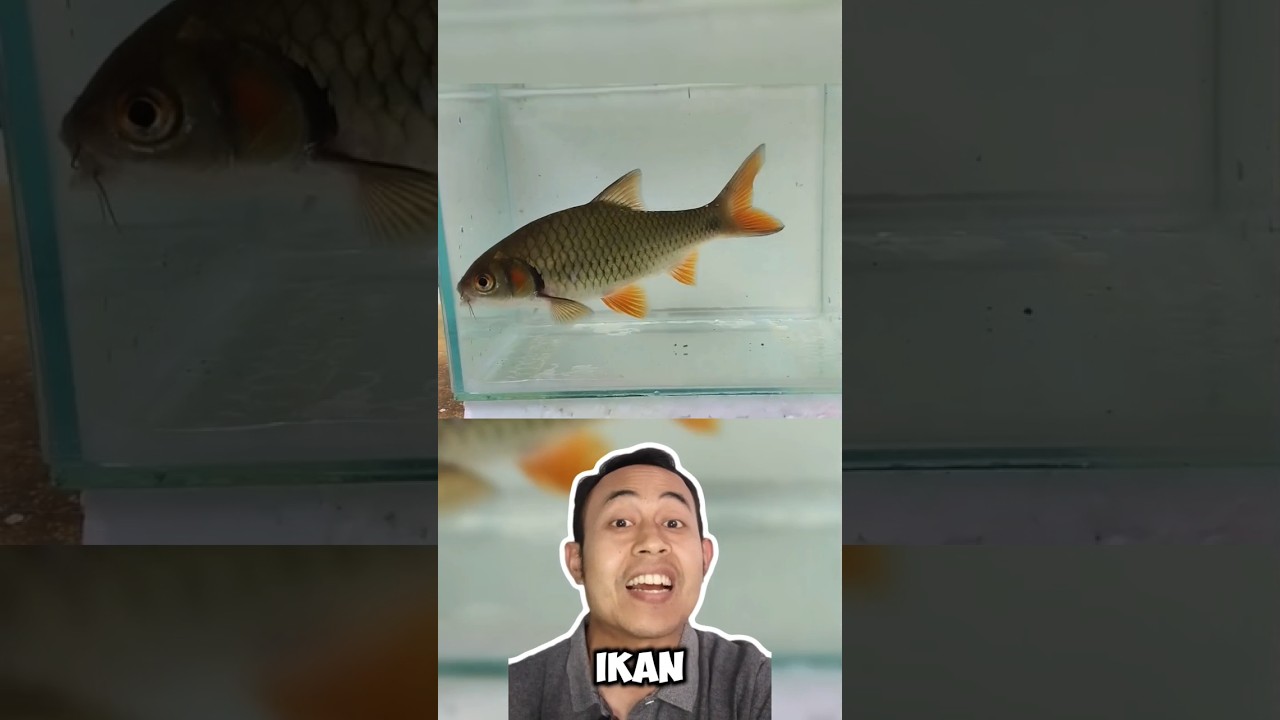 Ikan wader abang sedang disukai di akuarium #systomusrubripinnis #ikanhias #ikanliar