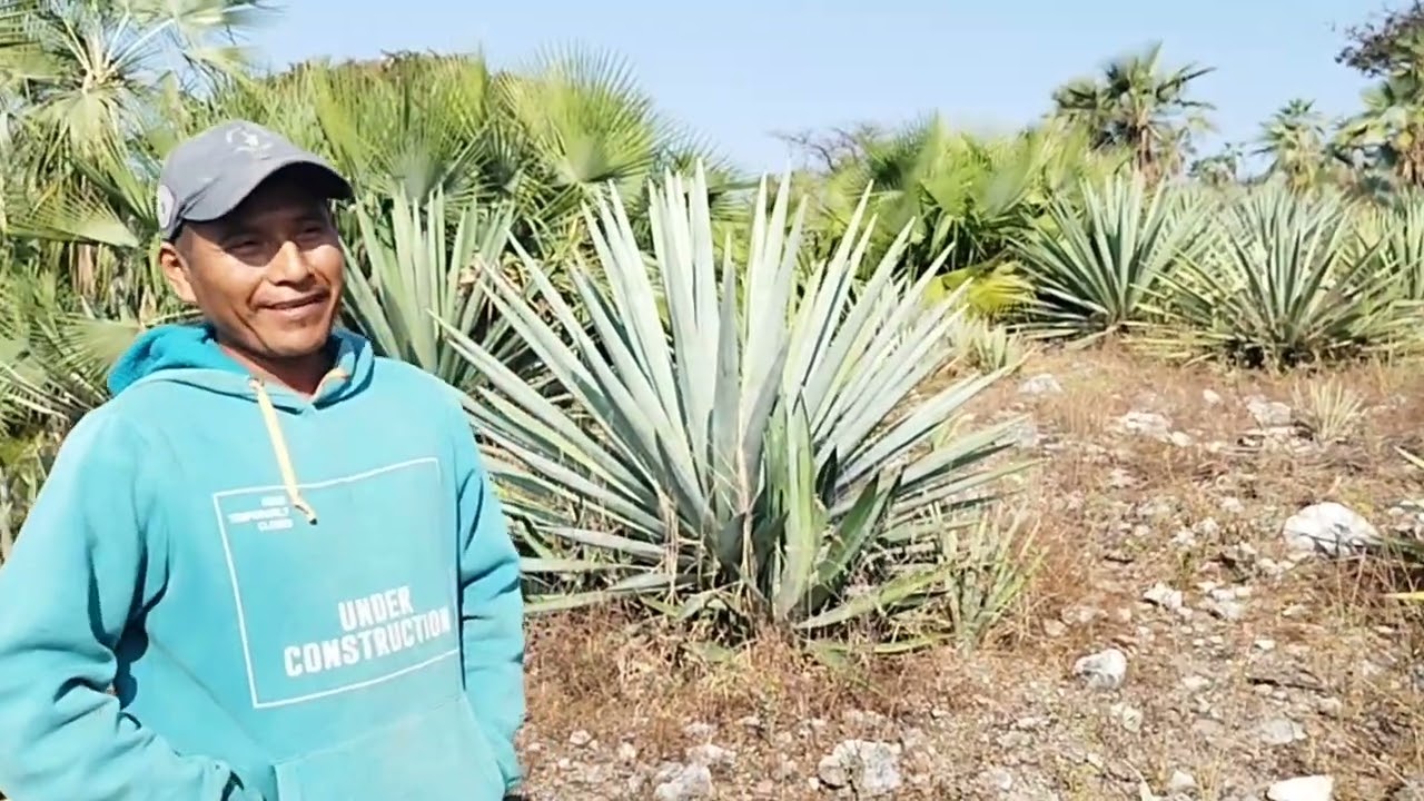 Acaquila Guerrero una de las zonas Mezcaleras más importantes del Estado de Guerrero.