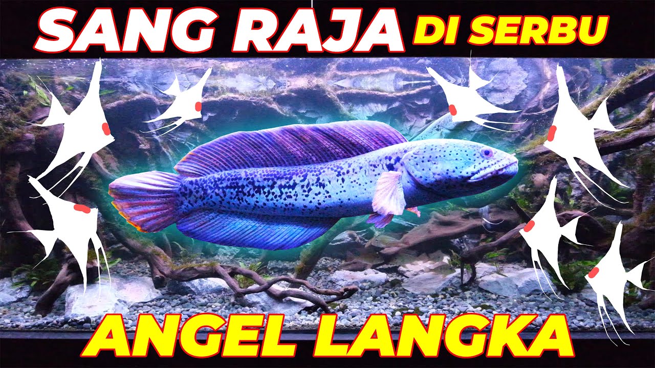 #EPS07 | MANFISH MENYERBU CHANNA BARCA