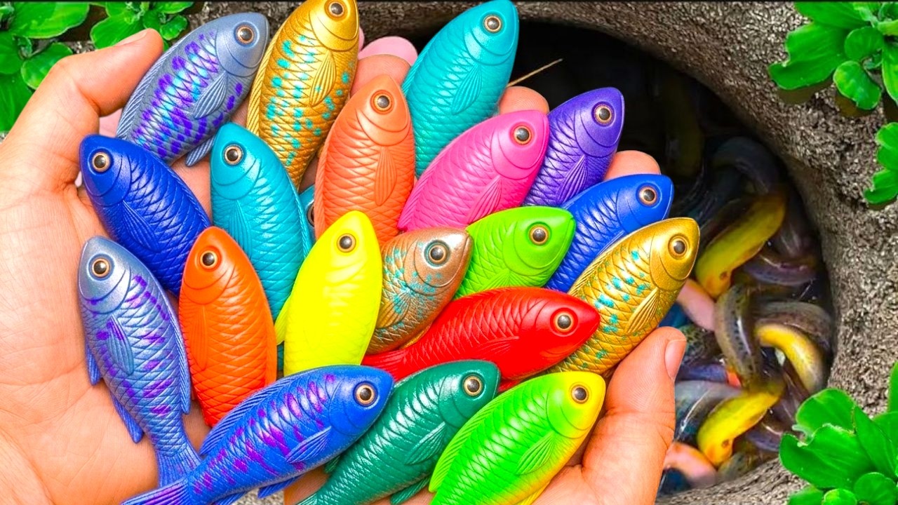 Catch Beautiful Aquarium Fish In small pond And surprise Egg baby turtles, eel, red guppies, koi🐠🐠🐠