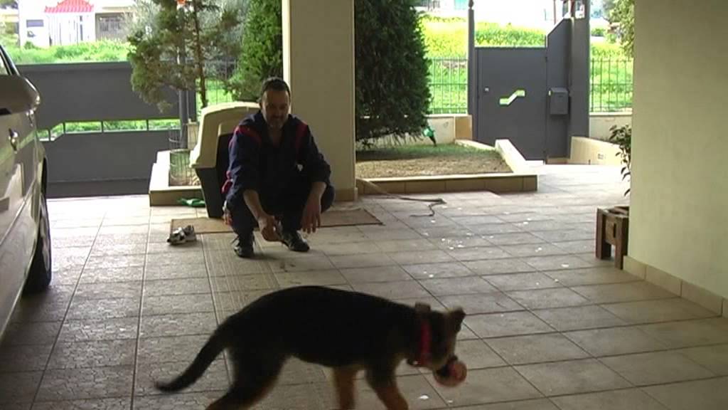 Γερμανικός Ποιμενικός - Κουτάβι 3 μηνών(θηλυκό)