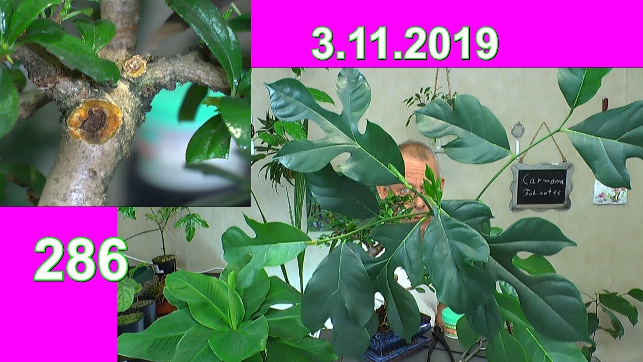 Fukientee Bonsai weiter Maßnahmen auch Anzucht Jackfrucht Baum und weiter Entwicklung