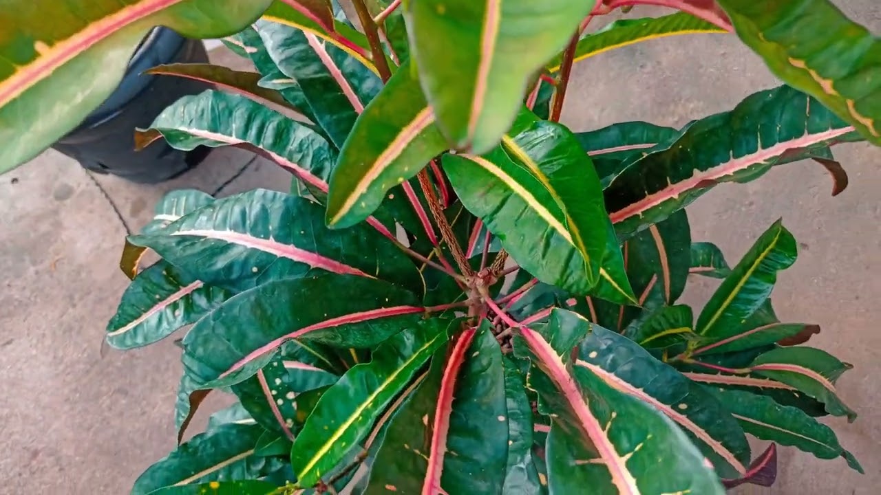 Retirando crotons da estufa 🌱❤️#plantas#jardim#crotons#flores 