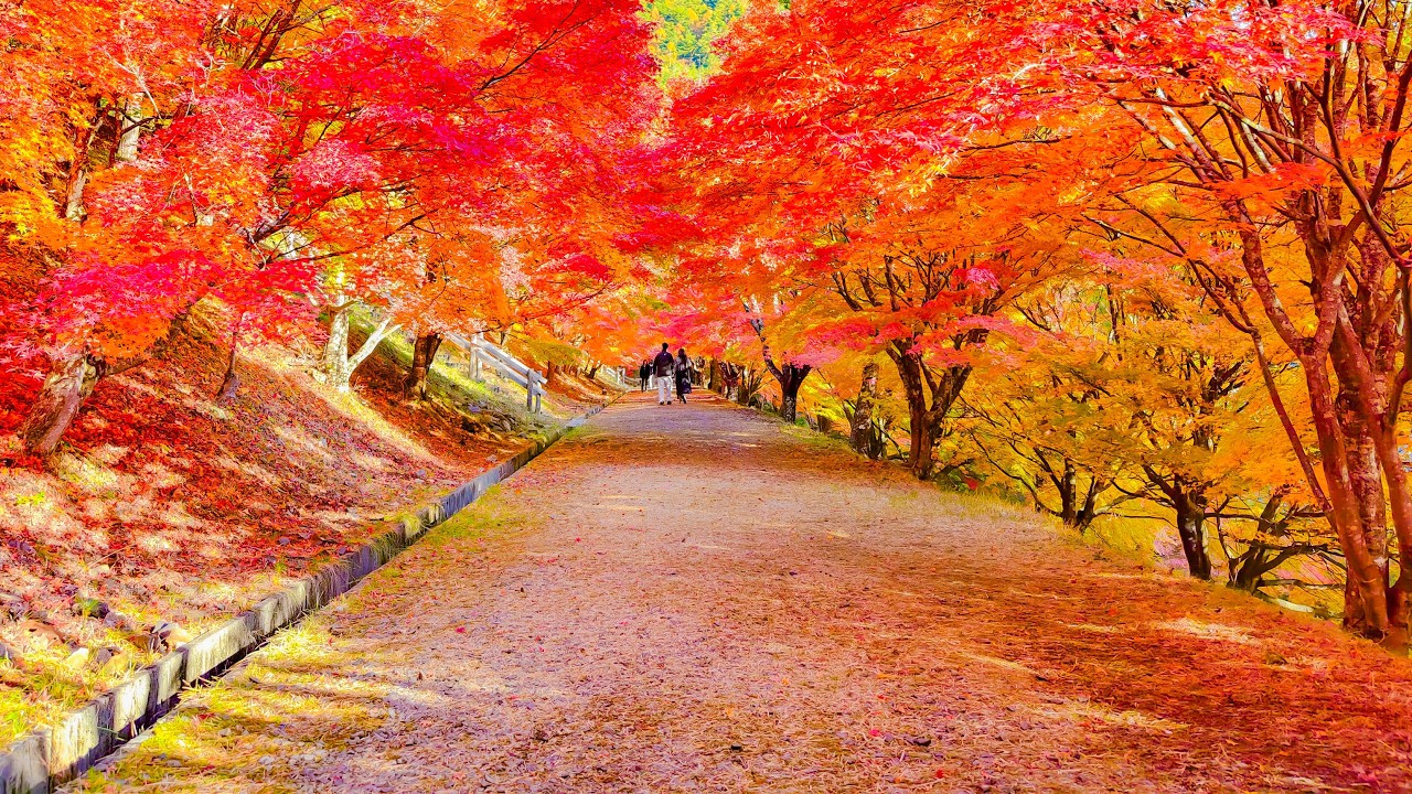 A Quiet Autumn Forest in Japan｜もみじ湖 (Nagano)