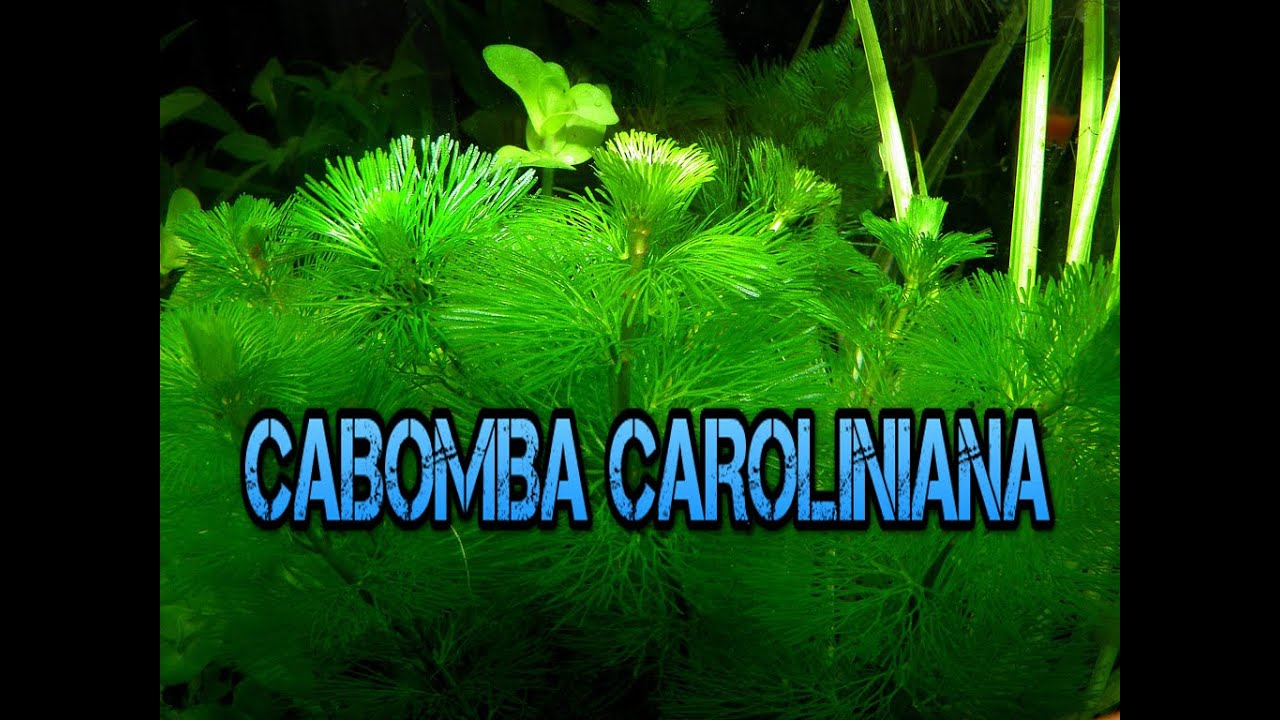 🌿Cabomba Caroliniana🌿