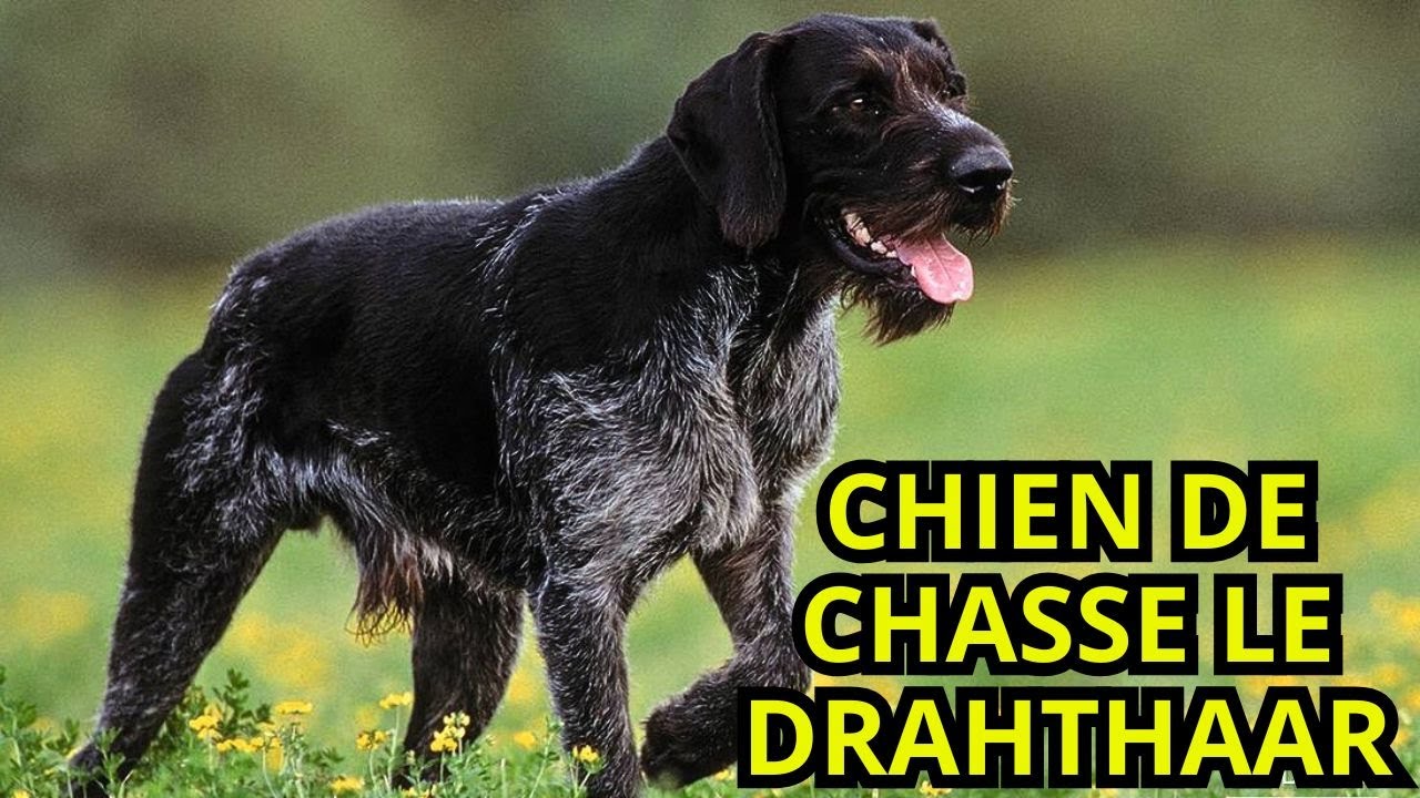 CHIEN DE CHASSE LE DRAHTHAAR