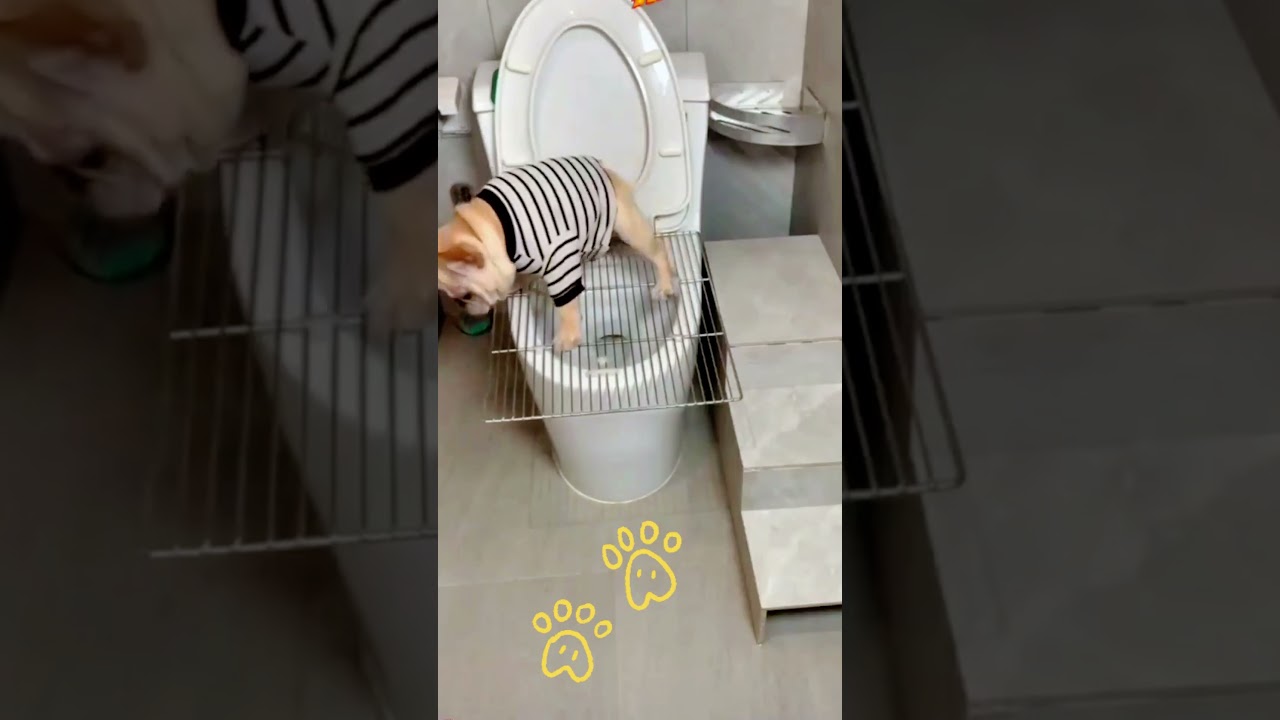 Smart dog😂Life's Funniest Moments: Adorable Moments of Hilarious Clumsiness! 🐾😂✨