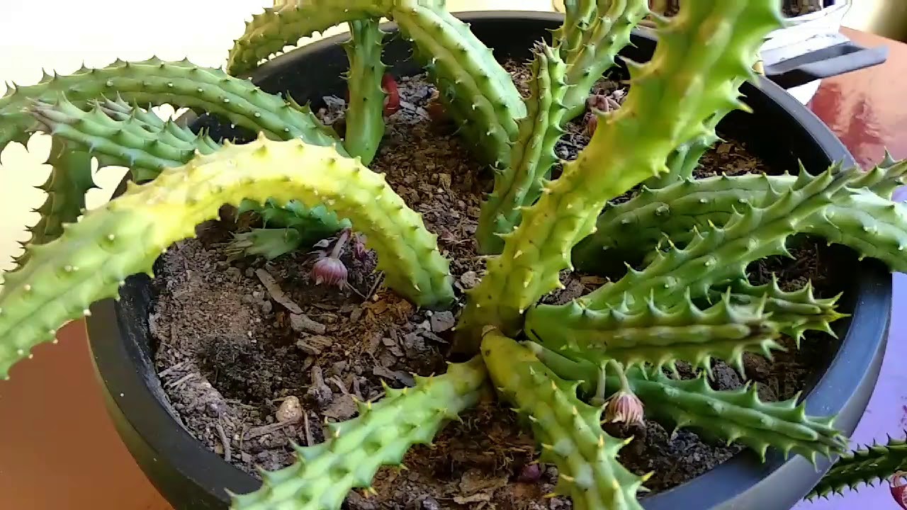 Veja o que aconteceu com minha Huernia schineideriana 😔