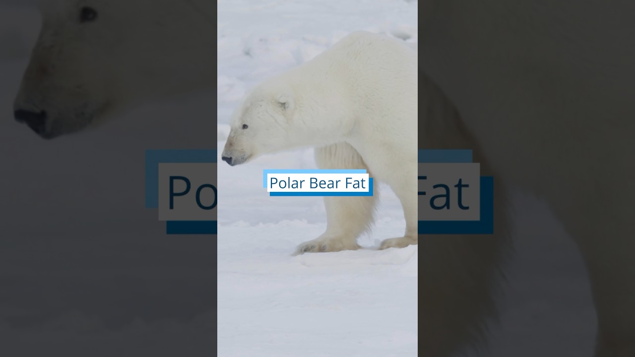 A thick layer of fat, largely derived from seal blubber, is key to a polar bear&rsquo;s survival.