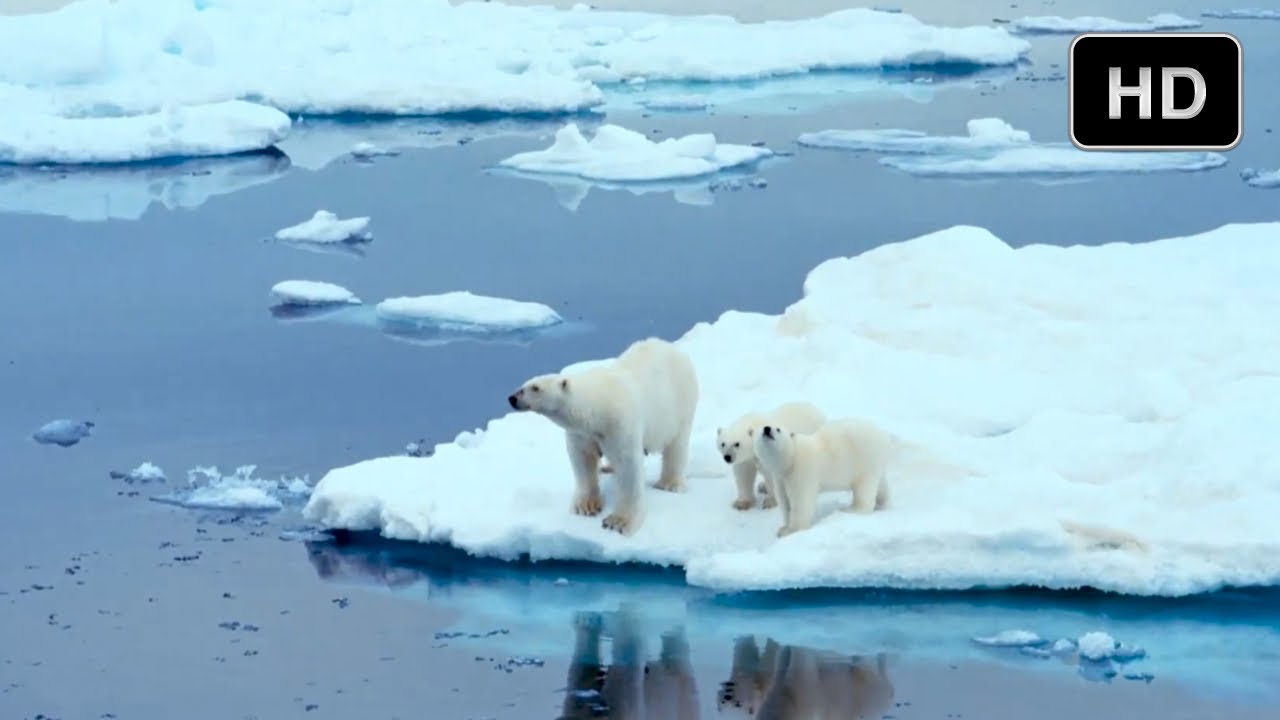 To The Arctic - Cute Polar Bear Cubs in IMAX 3D