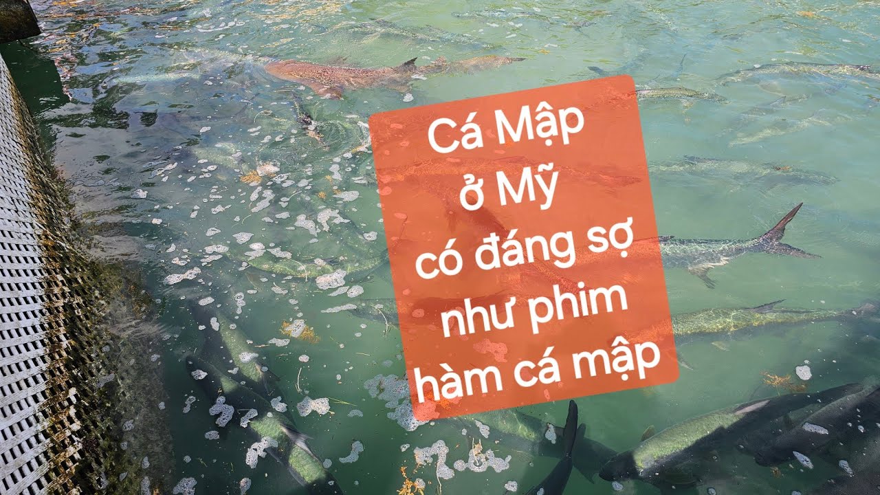 #travel #booktour #dulichmy #vietnam #giacmomy#dulichmỹ