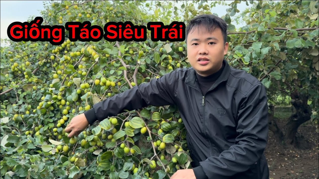 🍏 Giống Táo Đại Mật, Táo Chua, Táo Lê Đài Loan Siêu Trái - Cây Giống Táo Giao Toàn Quốc
